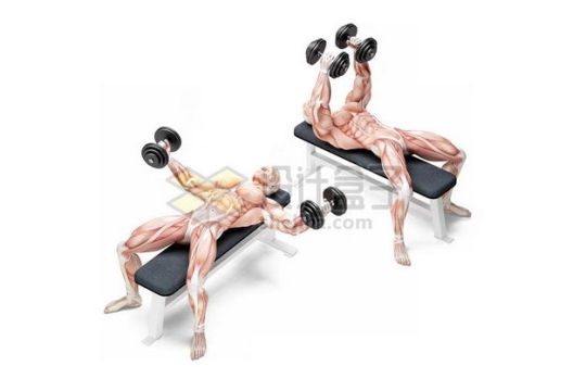 3D立体在哑铃凳上健身锻炼的人体肌肉组织示意图9643629免抠图片素材