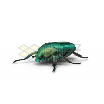 3D立体高清金龟子甲虫小动物2591669图片免抠素材