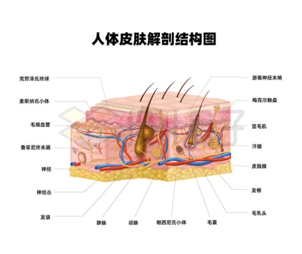 人体皮肤解剖结构图8079919矢量图片免抠素材