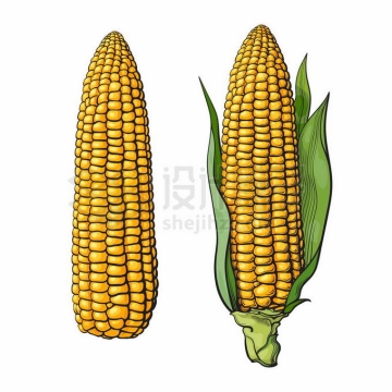两个手绘风格的玉米棒子美味粮食4230052矢量图片免抠素材