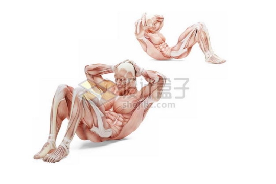 3D立体做仰卧起坐健身锻炼的人体肌肉组织示意图8744957免抠图片素材