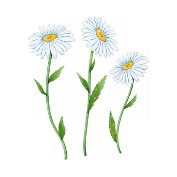 3朵盛开的大滨菊野菊花美丽花朵鲜花插画4069702矢量图片免抠素材免费下载