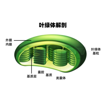 叶绿体内部结构图片