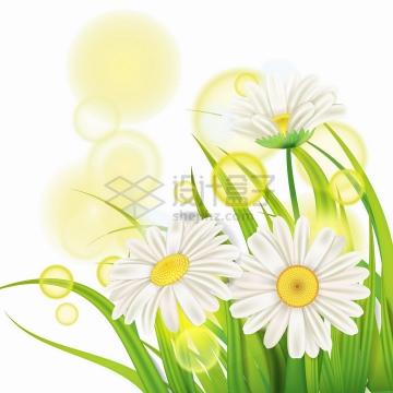 绿油油的青草和雏菊白色花朵黄色的光圈png图片免抠eps矢量素材