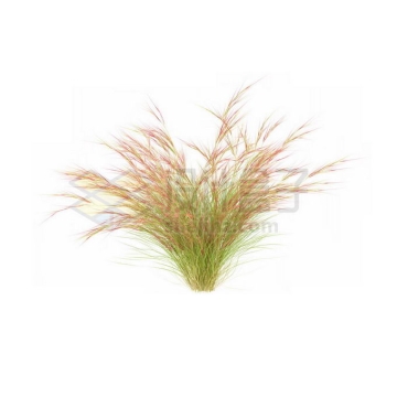 一款3D渲染的蒲苇野草丛茅草观赏植物绿植6680493免抠图片素材