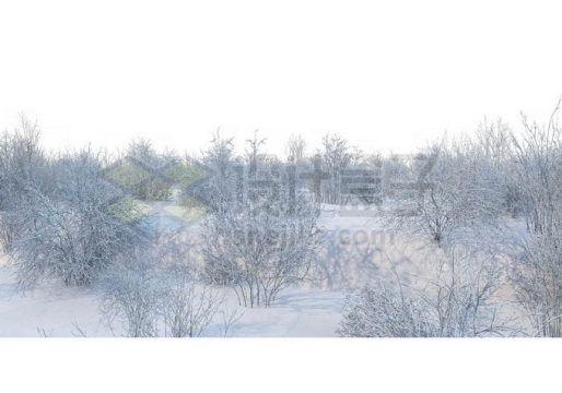 冬天大雪覆盖的灌木丛小树林雪景风景5196486免抠图片素材