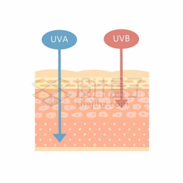 人体皮肤解剖图和紫外线中UVA/UVB穿透皮肤的深度对比3733217矢量图片免抠素材