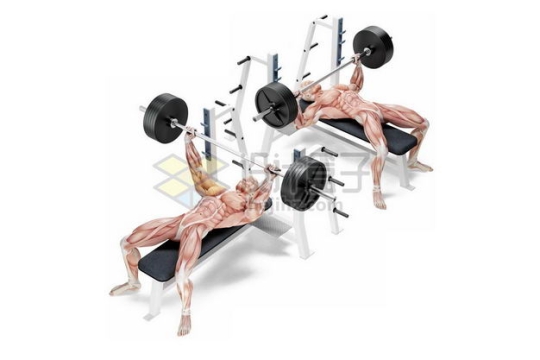 3D立体躺在哑铃凳上举重卧推的人体肌肉组织示意图9096249免抠图片素材