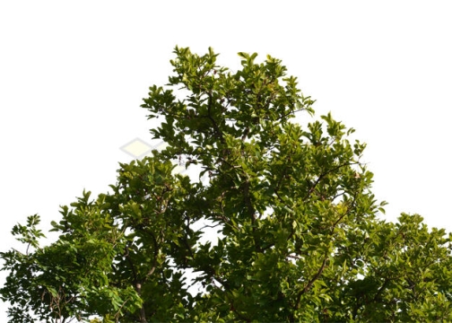 夏天茂盛的大树树梢树冠层效果4105428PSD免抠图片素材