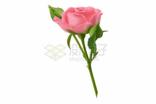 一朵粉红色的玫瑰花美丽花朵带花苞3152782矢量图片免抠素材