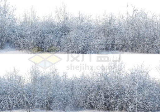 2款冬天大雪覆盖的灌木丛小树林雪景风景4353906免抠图片素材