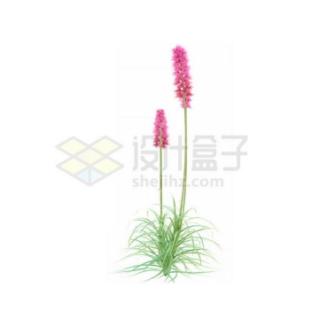 一款3D渲染的薰衣草香水植物草丛观赏植物绿植9443499免抠图片素材