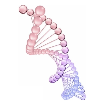 紫色玻璃珠组成的3D立体DNA双螺旋结构1827410矢量图片免抠素材免费下载