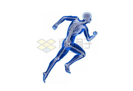 3D立体蓝色人体模型和骨骼骨架奔跑模型7887648免抠图片素材
