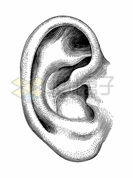 耳朵人体组织结构图手绘素描插画png图片免抠矢量素材