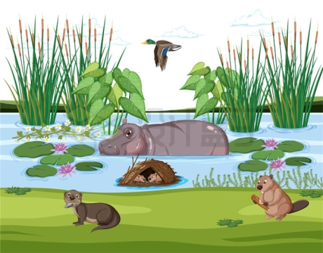 野外湿地河流中的河马野鸭水獭河狸等野生动物和香蒲等水生植物1134536矢量图片免抠素材