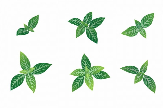 6款新发芽的绿色树叶子图片免抠矢量素材