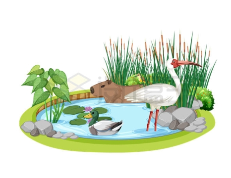 池塘里的水豚野鸭黄嘴鹮鹳香蒲等湿地沼泽环境3075846矢量图片免抠素材