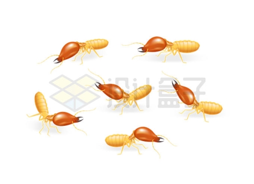 各种各样的白蚁昆虫4464622矢量图片免抠素材