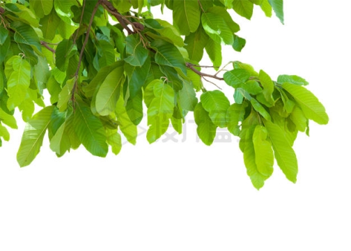 夏天青绿色的树叶树枝装饰2912269PSD免抠图片素材