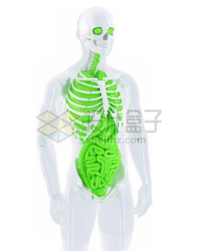 3D立体白色骨架绿色肺部心脏肝脏大肠小肠等内脏塑料人体模型6540834免抠图片素材