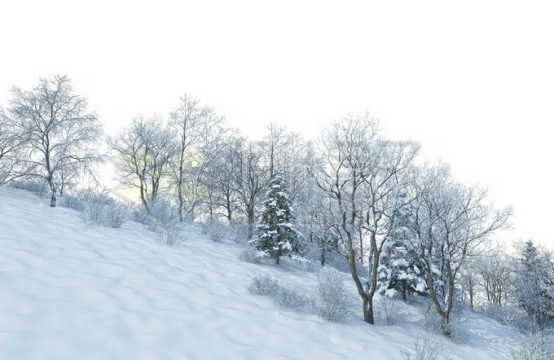 冬天大雪覆盖的山坡上的森林树林雪景风景1675447免抠图片素材