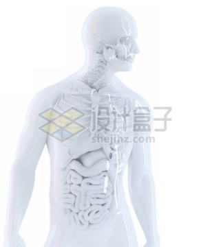 3D立体白色骨架和肺部心脏肝脏大肠小肠等内脏塑料人体模型7892855免抠图片素材