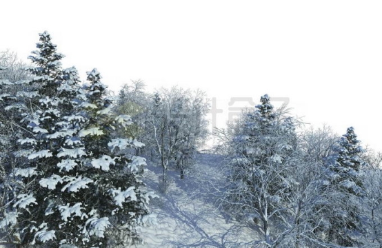 冬天大雪覆盖的山坡上的森林树林雪景风景5596793免抠图片素材