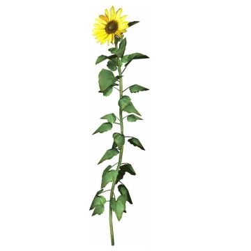 一朵向日葵花朵和杆子叶片5538201免抠图片素材
