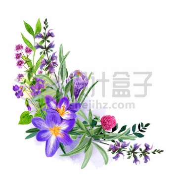 桔梗紫色野花鲜花花朵装饰彩绘插画png图片免抠矢量素材