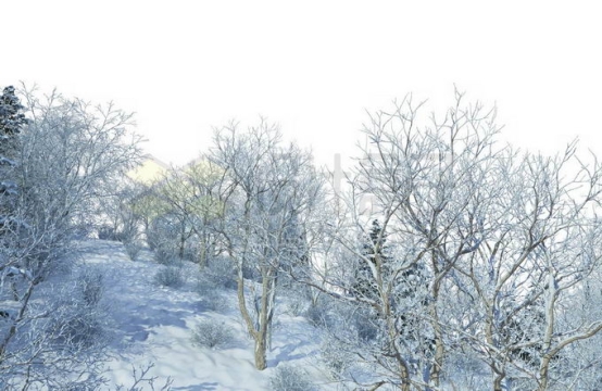 冬天大雪覆盖的山坡上的森林树林雪景风景6511706免抠图片素材