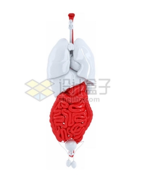 3D立体红色大肠小肠消化系统和肺部心脏等内脏塑料人体模型3544253免抠图片素材