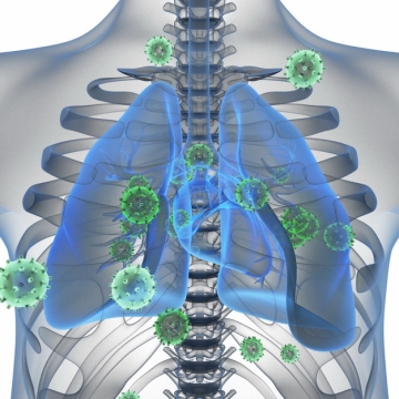 3D立体风格人体解剖图和蓝色半透明肺部和新型冠状病毒631223png图片素材