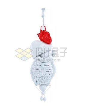 3D立体红色心脏和白色肺部肝脏大肠小肠等内脏塑料人体模型7943788免抠图片素材