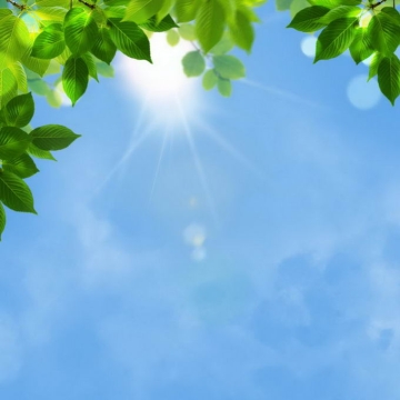 夏天夏日正午阳光照射下的树冠绿色树叶装饰7992791免抠图片素材