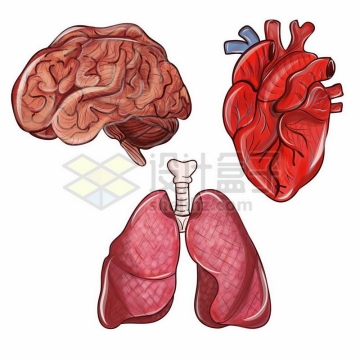 大脑心脏和肺部等人体器官组织1118744矢量图片免抠素材