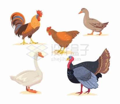 公鸡母鸡鸭子大鹅和火鸡等家禽养殖动物2426439矢量图片免抠素材