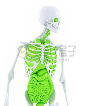 3D立体白色骨架绿色肺部心脏肝脏大肠小肠等内脏塑料人体模型7647456免抠图片素材