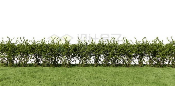 公园路边的整齐的黄杨树园林绿化植物7800997PSD免抠图片素材