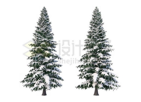 2款冬天大雪过后有积雪的雪松大树9411077免抠图片素材