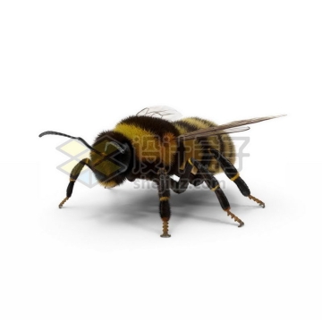 3D立体高清小蜜蜂小动物4766774图片免抠素材