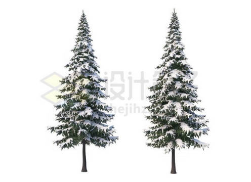 2款冬天大雪过后有积雪的雪松大树5219579免抠图片素材