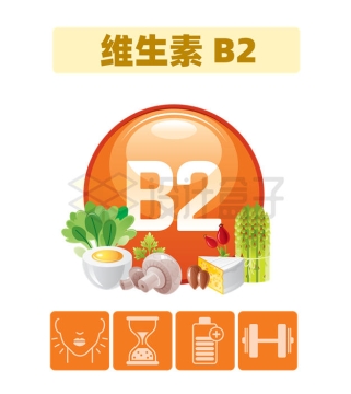 富含维生素B2的食物及其对身体健康的作用配图2337319矢量图片免抠素材