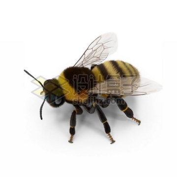 3D立体高清小蜜蜂小动物6542153图片免抠素材