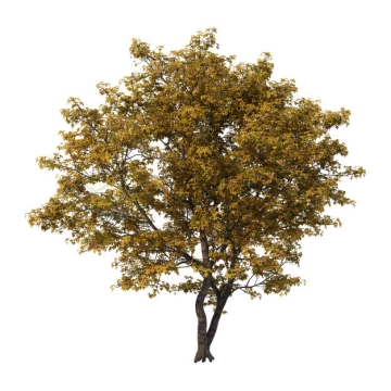 秋天树叶枯黄的大树9454234PSD免抠图片素材