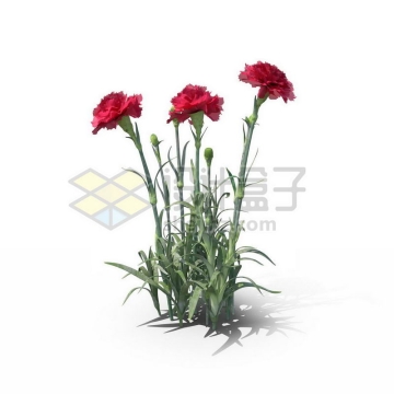 开了三朵红色花朵的康乃馨观赏植物2980796图片免抠素材