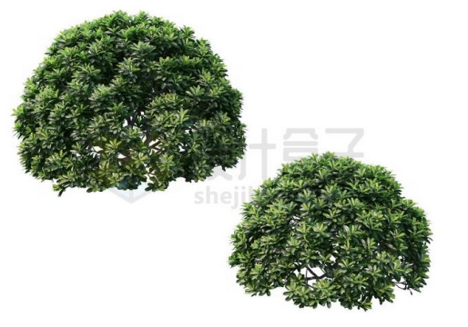 两棵球形的黄杨树园林观赏植物3165528免抠图片素材