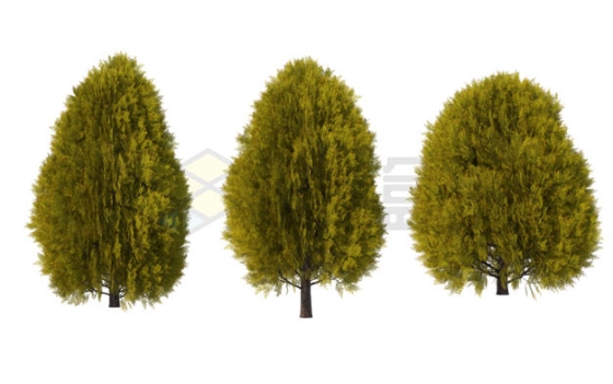 3款柏树园林植物3135216PSD免抠图片素材