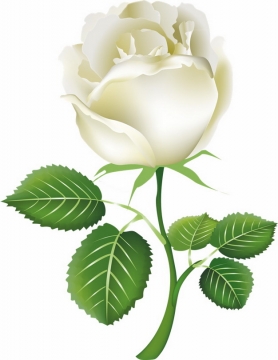 一朵盛开的白玫瑰花鲜花219880png图片素材
