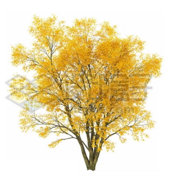 秋天树叶黄了的白蜡树大树8113716PSD图片免抠素材